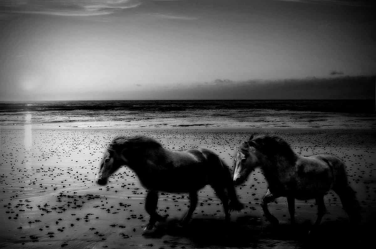Two horses-web.jpg