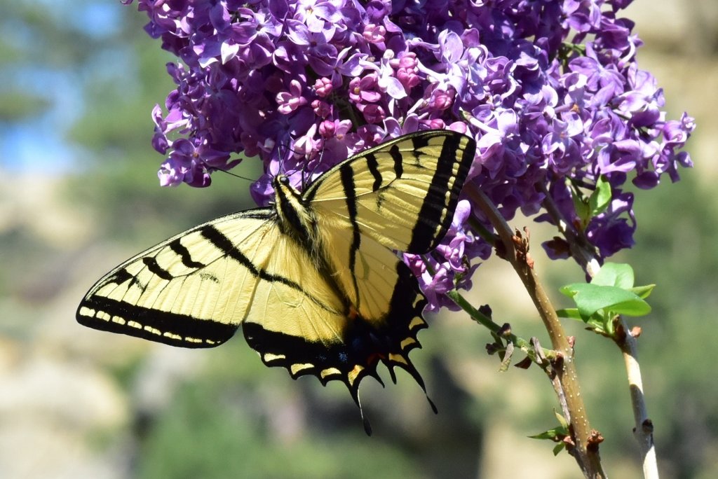 Two Tailed Swallowtail 1