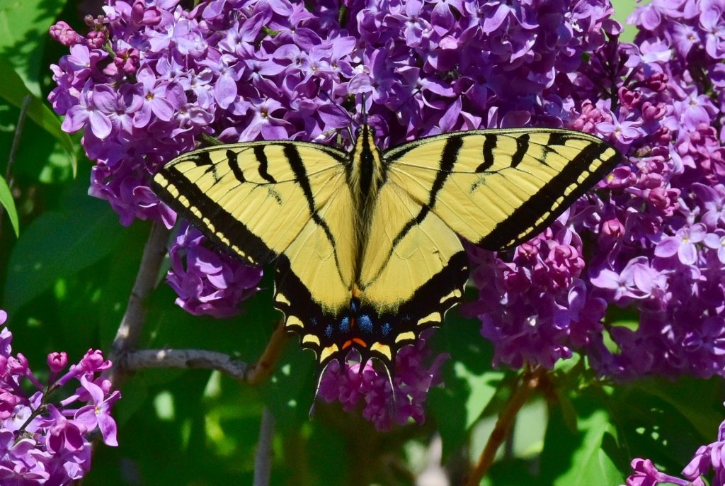 Two Tailed Swallowtail 2